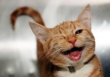 00-smiling-cat.jpg