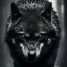 wolf78