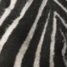 zezebra