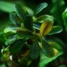 Bucephalandra